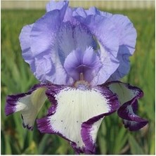 2 Adet Özel Renkli Iris (Süsen) Çiçeği Soğanı