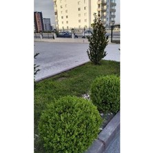 Ithal Çim Tohumu Özel 7 Lı Karışım Basmaya Gölgeleye Dayanıklı 7 Günde Çimlenir 10 kg