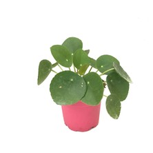 Betonish Pilea Peperomioides (Para Çiçeği)