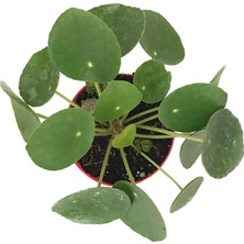 Betonish Pilea Peperomioides (Para Çiçeği)