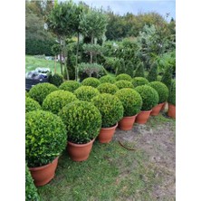 Bi Organix Life Store Şimşir Fidanı 30-40 cm (Buxus Sempervirens)