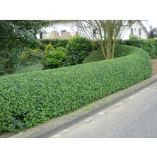 TNC Garden Groups Ligustrum - Kurt Bağrı Çit Bitkisi 30 Adet