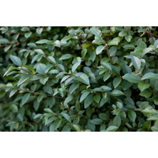 TNC Garden Groups Ligustrum - Kurt Bağrı Çit Bitkisi 30 Adet