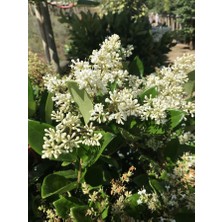 TNC Garden Groups Ligustrum - Kurt Bağrı Çit Bitkisi 30 Adet