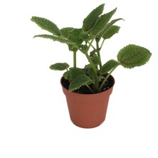 Betonish Pilea Involucrata 'Moon Valley' (Arkadaşlık Çiçeği)