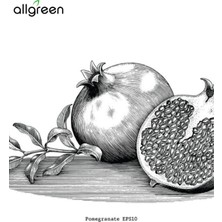 Allgreen Nar Çekirdeği Yağı 20 ml - Sabun Yapımı İçin Doğal Yağ