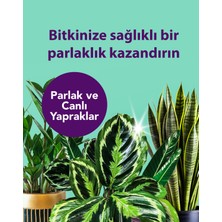 PetroTurk Kullanıma Hazır Yaprak Parıltısı - Parlak ve Sağlıklı Yapraklar İçin Yaprak Parlatıcı Temizleyici ve Koruyucu Formül 250 ml