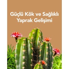 PetroTurk Kullanıma Hazır Sukulent Sıvı Bitki Besini - Güçlü Kök ve Sağlıklı Yapraklar İçin Besleyici Bitki Besini 250 ml