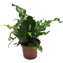 Betonish Microsorum Musifolium 'Crocodile Fern'
