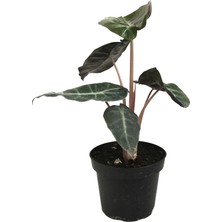 Betonish Alocasia 'Pink Dragon' (Fil Kulağı)
