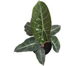 Betonish Alocasia 'Pink Dragon' (Fil Kulağı)