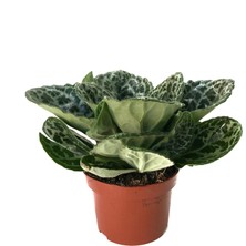 Betonish Streptocarpus 'Pretty Turtle'