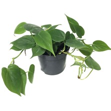 Betonish Philodendron Cordatum