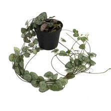 Betonish Ceropegia Woodii (Kalp Kalbe Karşı Çiçeği)