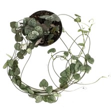 Betonish Ceropegia Woodii (Kalp Kalbe Karşı Çiçeği)
