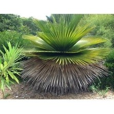 Copernicia Macroglossa Palmiye Tohum 2 Adet Tohum Ekim Seti (Tayland'dan Ithal)