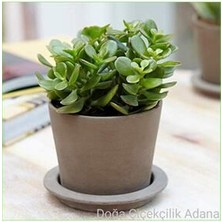 Para Ağacı Bereket, Iyi Şans ve Para Çiçeği Crassula Ovata