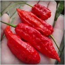 Hayalet Biber Tohumu (Ghost Chıllı Pepper) 10 Adet Tohum