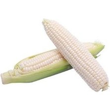 Beyaz Süt Mısır Tohumu 5 Adet Tohum (Tayland Dan Ithal)