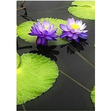 10 Adet Tohum Mor Lotus Çiçeği Tohumu Taze Hasat
