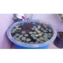 10 Adet Tohum Nadir Bulunan Mavi Lotus Çiçeği Tohumu Lotus Su Çiçeği Tohumu Nilüfer Çiçeği Tohumu