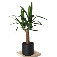 Yucca