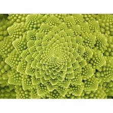 Piramit Brokoli Tohumu 10 Adet Tohum