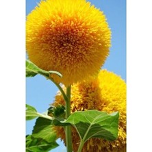Sunflower Golden Çiçek Tohumu 5 Adet Tohum