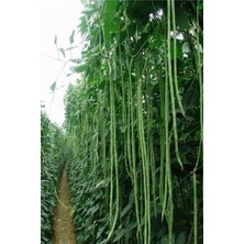 Süper Paket Sırık Börülce Tohumu Sırık Acebek Tohumu 70 Adet Tohum