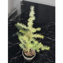 Himalaya Sediri Ağacı Cedrus Deodora Fidanı 40-50 cm