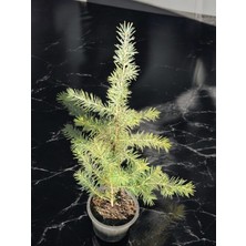 Himalaya Sediri Ağacı Cedrus Deodora Fidanı 40-50 cm