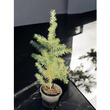 Himalaya Sediri Ağacı Cedrus Deodora Fidanı 40-50 cm