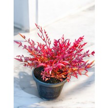 Renk Değiştiren Nandina Gulfstream Bitkisi 20-25 cm