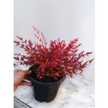 Renk Değiştiren Nandina Gulfstream Bitkisi 20-25 cm