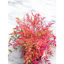 Renk Değiştiren Nandina Gulfstream Bitkisi 20-25 cm