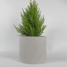 Dekoratif Beton Saksı - Orta Boy Silindir  - Gri/beyaz - 13X15CM
