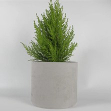 Dekoratif Büyük Boy Beton Saksı - Silindir 4.5l  - 20X18 cm
