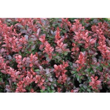 5 Adet Kırmızı Berberis(berberis Thunbergii) Kadın Tuzluğu 60-80