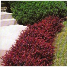 5 Adet Kırmızı Berberis(berberis Thunbergii) Kadın Tuzluğu 60-80