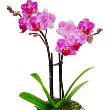 Çiçek Seli Marbling Art Phalaenopsis Orkide & Seramik Top Akıtma Saksıda Orkide Çiçeği Hediye İç Mekan Bitki