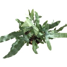 Betonish Phlebodium Aureum 'Blue Star'