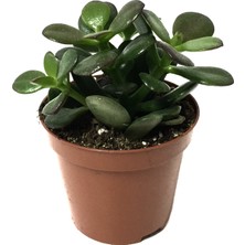 Betonish Crassula Ovata 'Minor' (Sukulent)