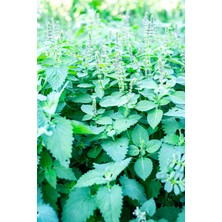 Ruzi Herbal Tulsi (Hint Fesleğeni) Hidrosolü 100 ml |
