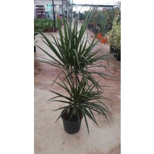 My Çiçekçim Dracaena Marginata Bitkisi 2 Köklü 100 - 110 cm Ev Ofis saln Bitkisi