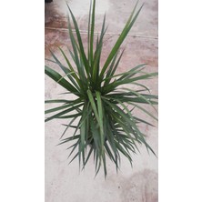 My Çiçekçim Dracaena Marginata Bitkisi 2 Köklü 100 - 110 cm Ev Ofis saln Bitkisi