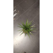 My Çiçekçim Marginata Dracaena Tek Gövde 40 cm Ev Bitkisi Salon Ofis Bitkisi