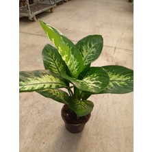 My Çiçekçim Difenbahya (Tropik) - Ağlayan Çiçek 60 - 80 cm Salon Ev Ofis Bitkisi