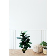 Yapay Ağaç Kauçuk 100 cm