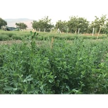Haven Herbs & Blends Alfalfa (Yonca) Çayı 50 gr
