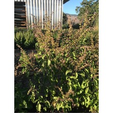 Tulsi (Hint Fesleğeni) Tohumu | Rama/amrita | Ocimum Teneflorium/sanctum
